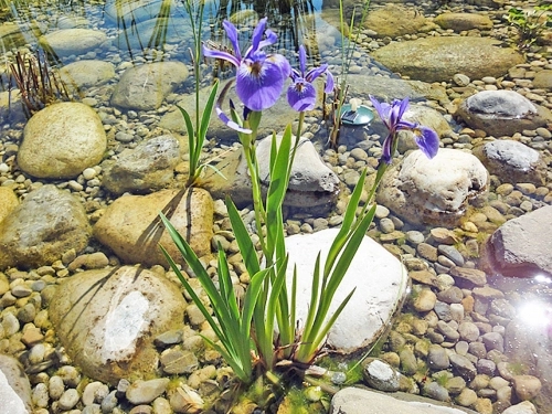 blaue Sumpfiris im Teich